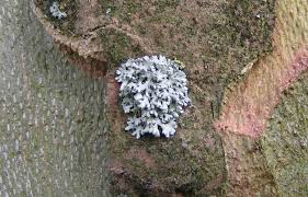 Attēlu rezultāti vaicājumam “Physcia adscendens”