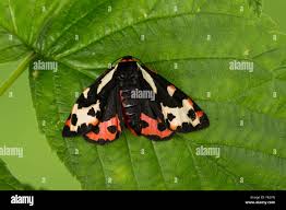 Attēlu rezultāti vaicājumam “Parasemia plantaginis female”