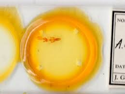 Attēlu rezultāti vaicājumam “Mythimna sp.”