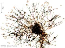 Attēlu rezultāti vaicājumam “Physarum braunianum macro”