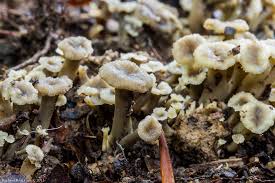 Attēlu rezultāti vaicājumam “Pseudocraterellus sinuosus”