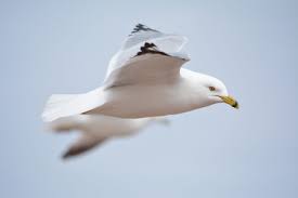 Image result for Wigan Seagulls