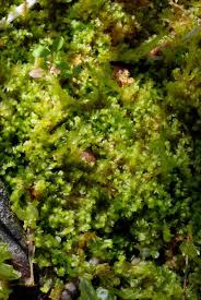 Attēlu rezultāti vaicājumam “Harpanthus flotovianus”