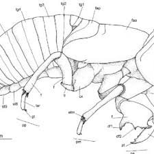 Attēlu rezultāti vaicājumam “Limnoporus rufoscutellatus”