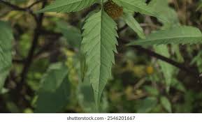 Attēlu rezultāti vaicājumam “Bidens frondosa leaf”