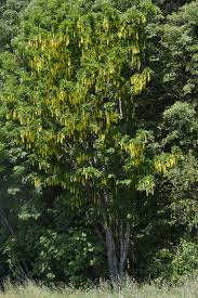 Attēlu rezultāti vaicājumam “Laburnum alpinum leaf”
