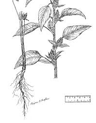 Attēlu rezultāti vaicājumam “Amaranthus retroflexus leaf”