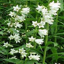 Image result for Campanula trachelium