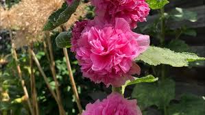 Attēlu rezultāti vaicājumam “Alcea rosea”