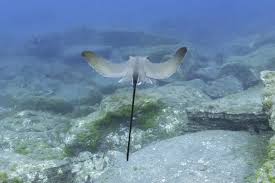 Image result for Rhinoptera bonasus