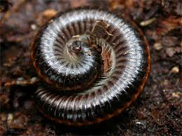 Attēlu rezultāti vaicājumam “Ommatoiulus sabulosus”