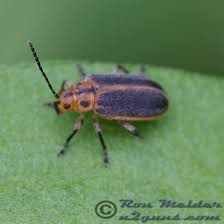 Attēlu rezultāti vaicājumam “Galerucella nymphaeae”