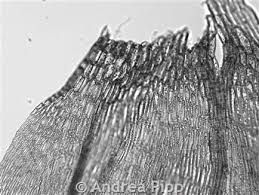 Attēlu rezultāti vaicājumam “Calliergon trifarium”