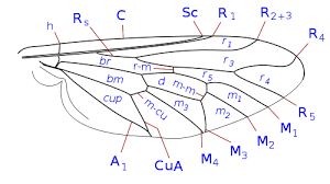Attēlu rezultāti vaicājumam “Therevidae”