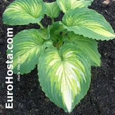 Image result for Hosta Warpaint