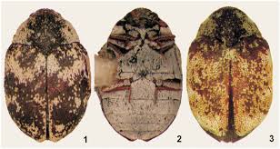 Attēlu rezultāti vaicājumam “Anthrenus sp.”