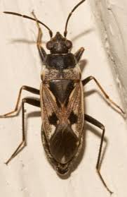 Image result for Rhyparochromus