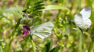 Attēlu rezultāti vaicājumam “Leptidea sinapis”