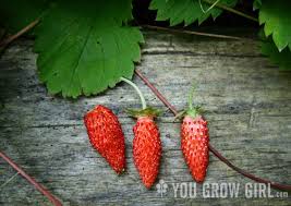 Image result for Fragaria vesca