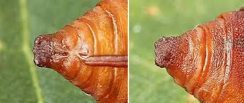 Attēlu rezultāti vaicājumam “Calophasia lunula larva”