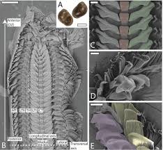 Attēlu rezultāti vaicājumam “Radula complanata sporophyte”
