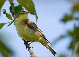 Attēlu rezultāti vaicājumam “Hippolais icterina adult”