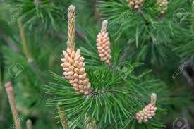 Attēlu rezultāti vaicājumam “Pinus sylvestris male flower”