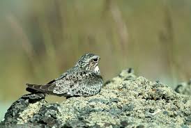 Image result for Chordeiles minor