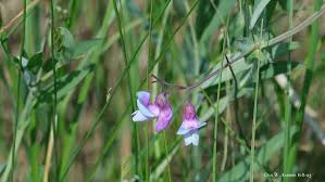 Attēlu rezultāti vaicājumam “Lathyrus palustris flower”