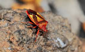 Attēlu rezultāti vaicājumam “Elasmostethus interstinctus”