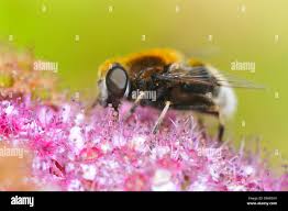 Attēlu rezultāti vaicājumam “Arctophila superbiens”