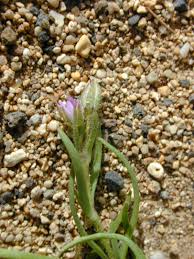 Attēlu rezultāti vaicājumam “Spergularia marina bud”