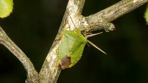 Attēlu rezultāti vaicājumam “Palomena prasina imago”
