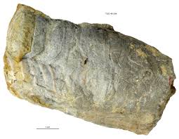 Attēlu rezultāti vaicājumam “Endoceras”