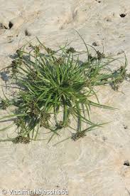 Attēlu rezultāti vaicājumam “Cyperus fuscus”