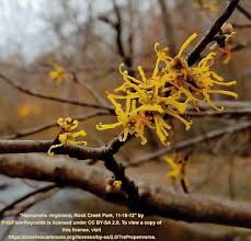 Attēlu rezultāti vaicājumam “Hamamelis virginiana”