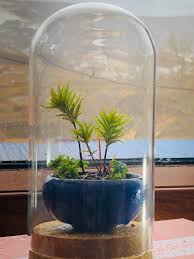 Attēlu rezultāti vaicājumam “Climacium dendroides”