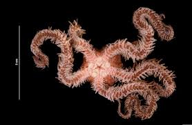 Attēlu rezultāti vaicājumam “Ophiotheca sp.”