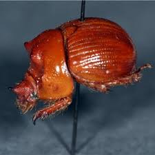 Attēlu rezultāti vaicājumam “Myzia oblongoguttata”