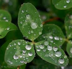 Attēlu rezultāti vaicājumam “Trifolium pratense leaf”
