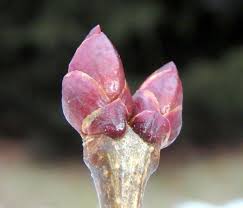 Attēlu rezultāti vaicājumam “Armeria vulgaris bud”