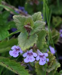 Image result for Glechoma hederacea