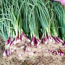 Résultat de recherche d'images pour "Allium fistulosum"
