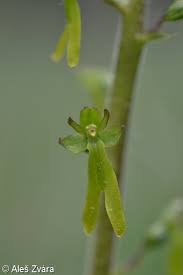 Attēlu rezultāti vaicājumam “Listera ovata flower”