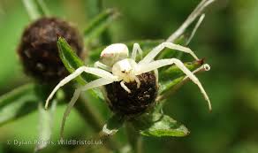 Attēlu rezultāti vaicājumam “Misumena vatia”
