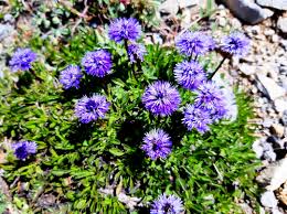 Attēlu rezultāti vaicājumam “Carex globularis flower”