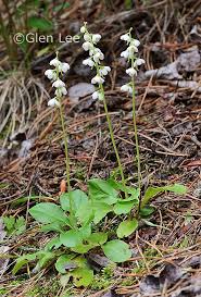 Attēlu rezultāti vaicājumam “Pyrola rotundifolia leaf”