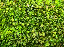 Attēlu rezultāti vaicājumam “Riccardia palmata”