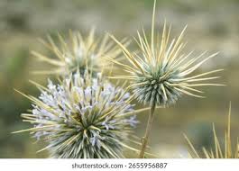 Attēlu rezultāti vaicājumam “Echinops sphaerocephalus”