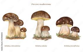Attēlu rezultāti vaicājumam “Boletus edulis”